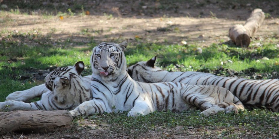 Sailana Wildlife Sanctuary